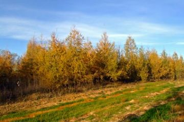 Colori Autunnali - Pineta