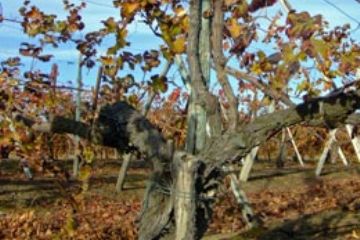 Colori Autunnali - Vigneti